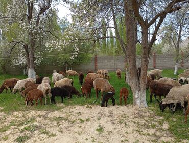 талас животные: Продаю | Овца (самка), Ягненок | Гиссарская | Для разведения