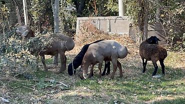 кок бору ат: Продаю | Баран (самец) | Арашан — 5