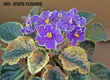 сердце матери: !!! Акция!!!10+1(подарок) В продаже ДЕТКИ фиалок, сортовые,сортов