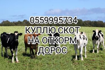 купить страуса цена: Куплю | Лошади, кони, Коровы, быки | Откормленные, На откорм