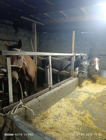 продажа коней: Лошади (несколько голов), содержатся в стационарных стойлах