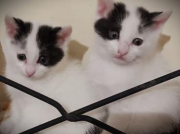 angora pişik: Dişi, Erkək, Yaxşı əllərə, Ünvandan götürmə — 1