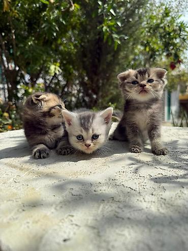 pişik balası satışı: Şotland, Ünvandan götürmə — 5
