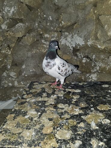 Göyərçinlər: Müxtəlif rənglərdə iki göyərçin təklif olunur. Biri gənc, qəhvəyi, boz — 12