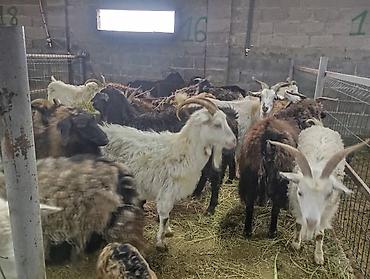 Козы, козлы: Продаю | Коза (самка) — 1