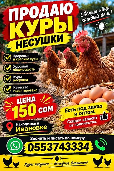 Үй жана бакча: Молодые Курочки Только Оптом от 100 шт и Выше Продаём находимся — 9