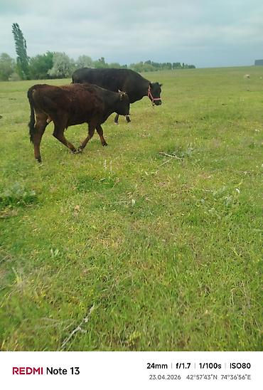 Коровы, быки: Продаю | Бык (самец) — 13