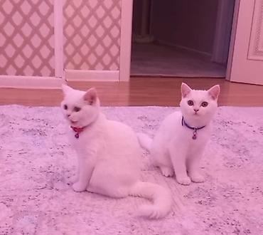 Кошки: Шиншилла, Самец, В добрые руки, Бесплатная доставка — 1