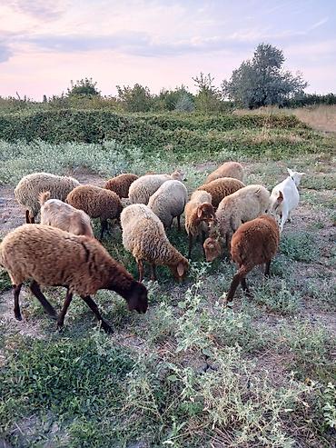 inək necə aya doğur: 8qoyun,6quzu,1 keçi 1 çəpiş. içində cəmi birdənə yaşlı qoyun var.ona — 1