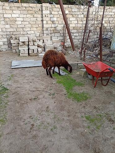 bogaz keci: Salam. iki qarın doğmuş cins qoyun və bir illik erkək toğlu satılır — 8