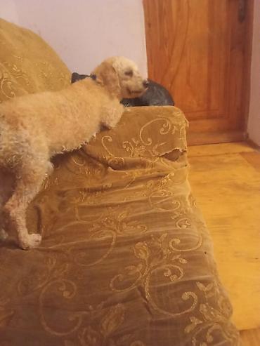 Pişiklər: Yaxşı əllərə — 10