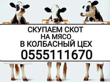 Животные - Беловодское: Скупаем скот на мясо в колбасный цех
дорого