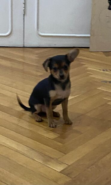 İtlər: 2 ay, Erkek, Peyvəndli, Pulsuz çatdırılma, Ödənişli çatdırılma, Rayonlara çatdırılma — 2