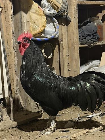 xoruzu: Qara rəngli xoruz 5dənə toyuqa da dəyişilir - Parlaq, tünd qara lələk — 2