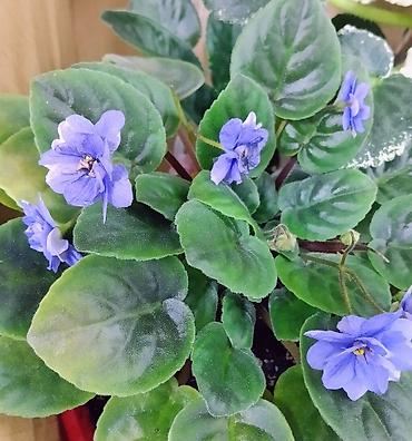 Фиалки и глоксинии: Продаю стартеры взрослые сортовые фиалки 🌺🌿🌺. Цены 200-250-350сом — 23