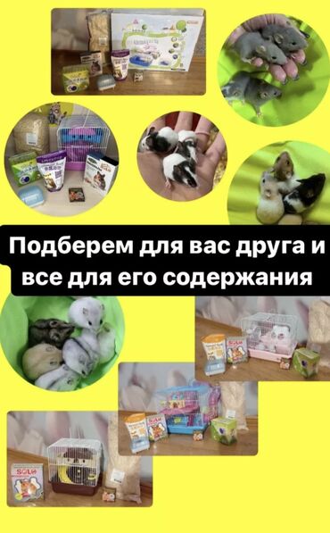 молочные козы: Хомячки с питомника. У нас вы сможете приобрести РУЧНЫХ джунгарских