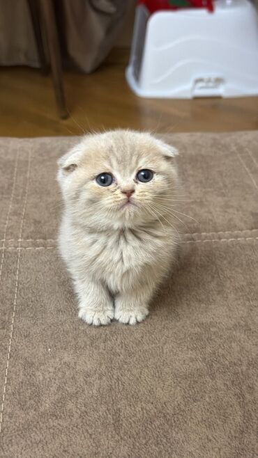 шотландские котята в добрые руки: Şotland