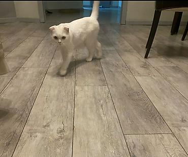 scottish fold satilir: Britan yastı qulaq, Erkək — 1