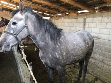 Лошади, кони: Продаю | Конь (самец) | Полукровка | Конный спорт | Осеменитель