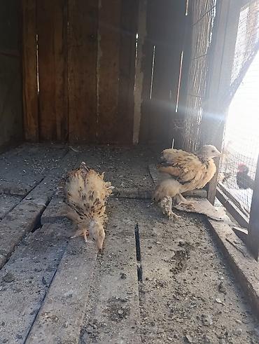 balaken heyvan satisi: Brama cücələri 20 günlükdülər qiymət birinə aiddi — 2