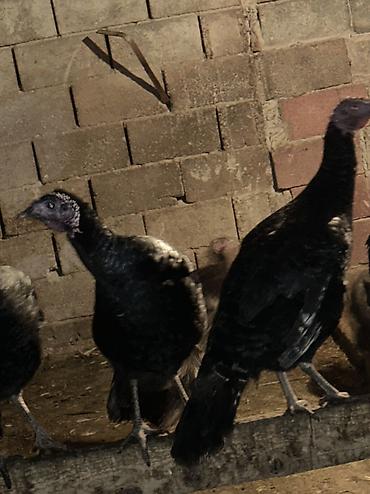 Индюки: Продаю | Индюшка (самка), Индюк (самец), Индюшата | Черный принц, Северокавказская | На забой, Для разведения | Племенные — 9