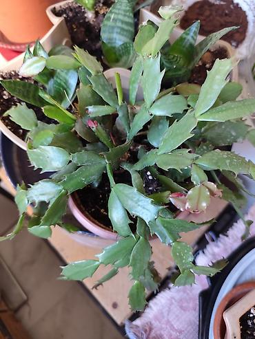 Декабристы: Алоэ Вера детки и алоэ столетник, для красоты, для лечения — 8