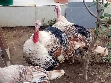 bildircin əti satisi: Kimdə bur Rəng Xoruz hundüsqa varsa əlaqə saxlasın Ağcabədi zonasında — 2