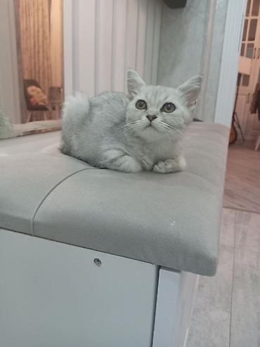 cunqarik qefesi: Şinşila erkək pişik balası, tam sağlam dı peyvənd iynəsi vurulub, qum — 3