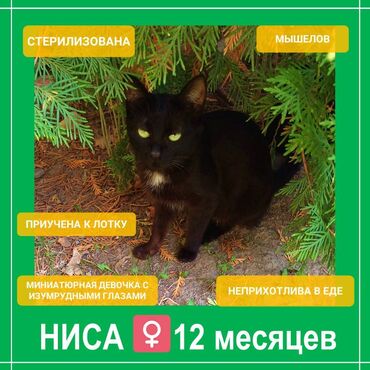 стерилизовать кошку: 1 жаш, Ургаачы, Бычылган, Лотокко барууга үйрөтүлгөн