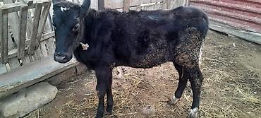 mal qara: Qara rəngli dana - Növ: iri buynuzlu heyvan, dana - Rəng: tam qara — 2