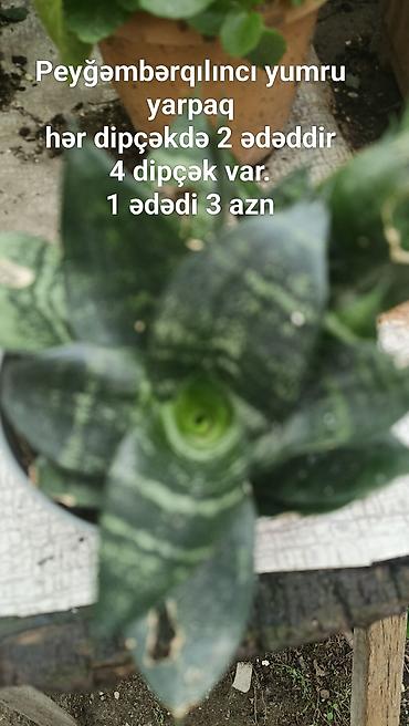 otaq gulu: Peyğəmbərqılıncı (Sansevieria) – yumru yarpaq forması. - Hər dibçəkdə — 1