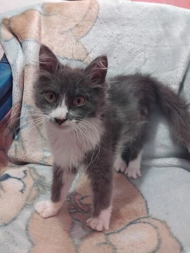 Pişiklər: Meyn-kun, Erkək, Yaxşı əllərə, Ünvandan götürmə — 7