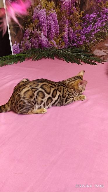 Продажа кошек: Красивейшие Бенгальские котята 3мес девочки и мальчики. Проф питомник at lalafo.kg — 3 Продажа кошек: Красивейшие Бенгальские котята 3мес девочки и мальчики. Проф питомник — 3