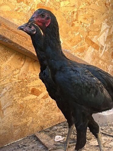 оборудование для кур несушек: Продаю | Куры | Бойцовая | Для разведения