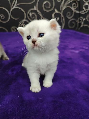 Продажа кошек: Открыта бронь на чистокровных шотландских малышей, родились — 1