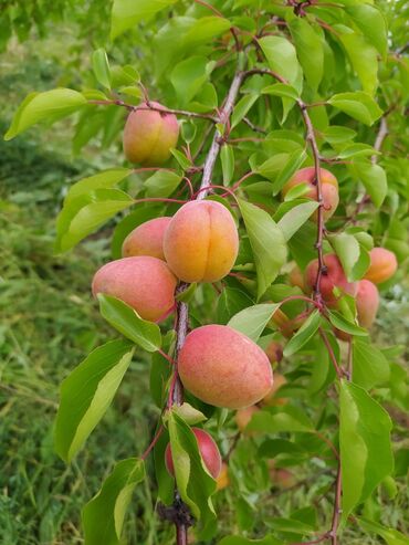 Tinglər: Hər növ meyvə aqcların satşı hər bir sort var çadrlma pulsuzdur meyvə — 27
