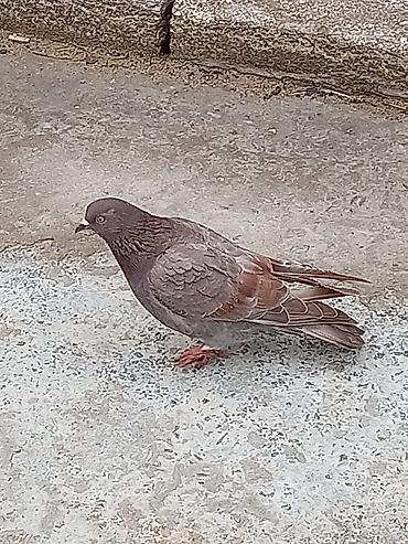 qizil qus: Qab-qara-qəhvəyi rəng çaları olan ev göyərçini. Bədənində tünd — 2
