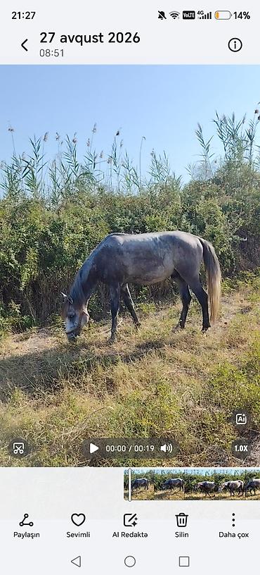 Atlar: Barter var qoyunla Heç bir pis xesiyeti yoxdur sakit atdı heyvan — 10