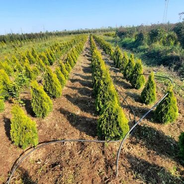evkalipt ağacı: Henise yasil agaclar bag evleri ve vila isderi goruk ekilmesi