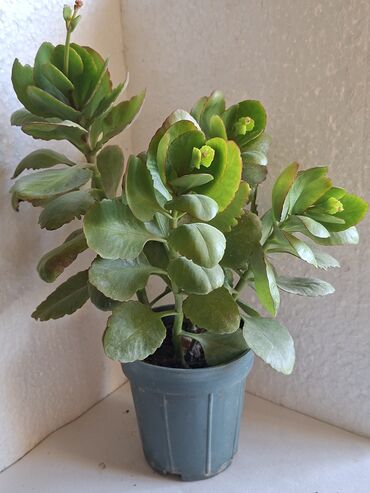 Otaq bitkiləri: Kalanxoe gülü. Satış — 2