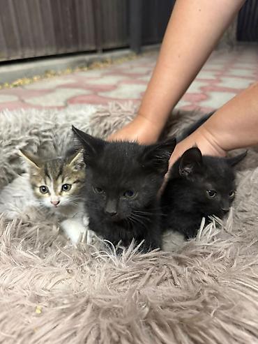коты белый: Котята,отдам даром в хорошие руки — 1