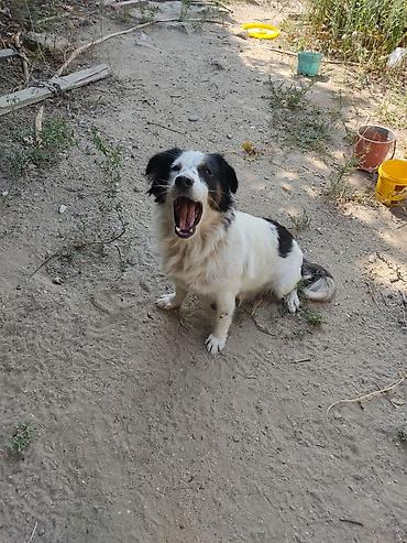 İtlər: Zvonok, 1 il, Dişi -da lalafo.az — 11 İtlər: Zvonok, 1 il, Dişi — 11
