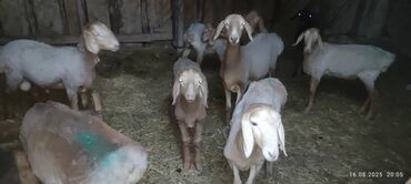 сколько стоит коза дойная купить: Продаю | Овца (самка)