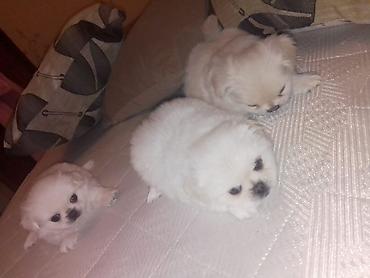 ev heyvanlarl: Pekines, 1 ay, Dişi, Peyvəndli — 10