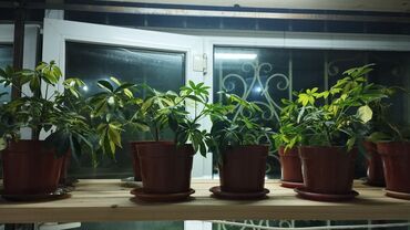 Другие комнатные растения: Болмо гулдору сортовой герань