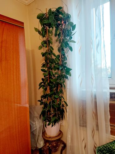otaq bitkileri: Xoya karnosa 9 illik guldur.cox uzundur