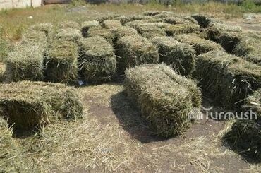 скворечник бишкек: Продается тюки 250шт данные товары находится в токмоке