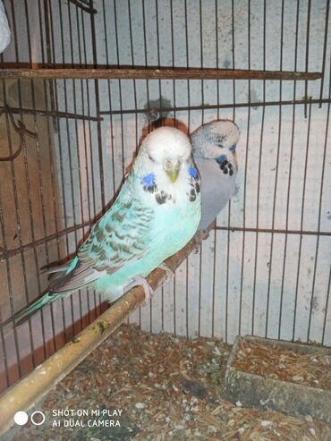Digər quşlar: Çex cütler satılır papuqaylar təmiz qan vıstıvıcnıy vıstıvka sərgi — 24