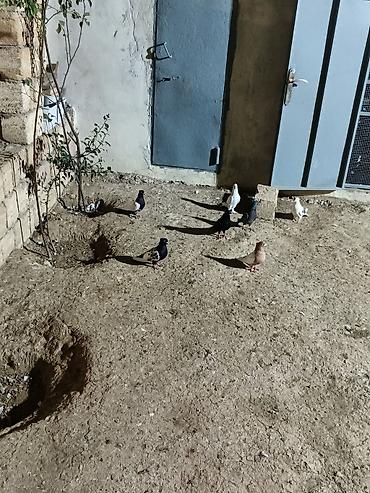 quşlar göyərçin: 7 dənə qiymət 150 manat — 4