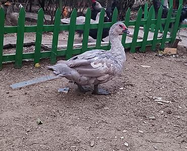 ordək adi: 6 aylıq təmiz qan lavanda erkek. Ağır çəkili damazlıq üçün tünd — 1
